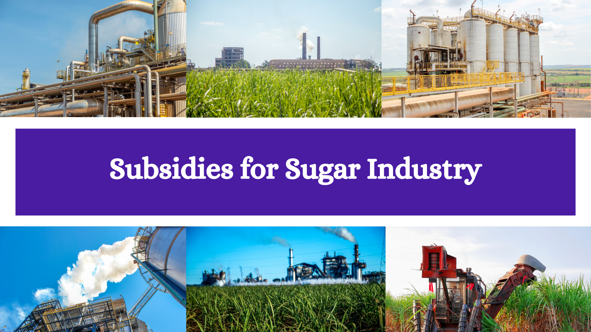 Navigating India’s Sugar Industry: Policies, Subsidies, and Impacts